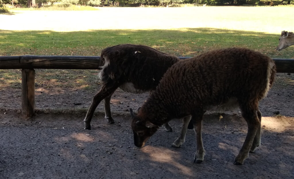 Tiere im Lindenthaler Tierpark